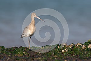 Black-tailed Godwit, Limosa limosa