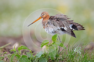 The black-tailed godwit - Limosa limosa - adult bird