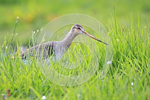 Black-tailed godwit Limosa Limosa bird female foraging in a green meadow