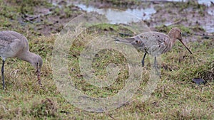 Black-tailed Godwit, Limosa limosa in environment