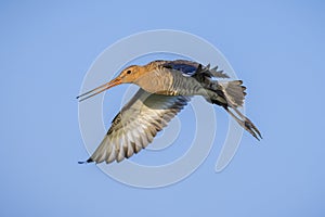 Black-tailed godwit Limosa Limosa in flight