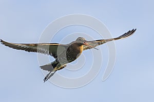 Black-tailed godwit Limosa Limosa in flight