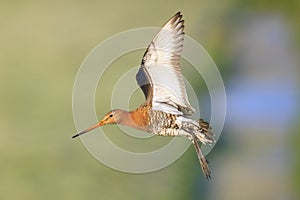 Black-tailed godwit Limosa Limosa in flight