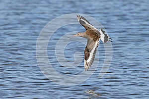 Black-tailed Godwit - Limosa limosa, flying low over water.