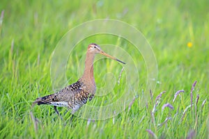 Black-tailed godwit Limosa Limosa foraging in a green meadow