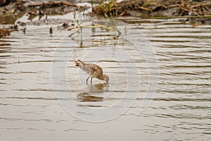 Black-tailed godwit Limosa limosa in its natural environment, Queen Elizabeth National Park, Uganda.