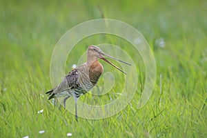 Black-tailed godwit Limosa Limosa male bird foraging in a green meadow