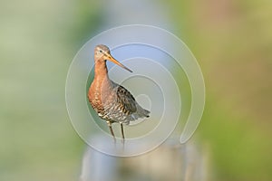 Black-tailed godwit Limosa Limosa perched on a pole