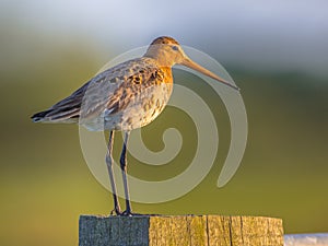 Black-tailed Godwit
