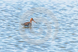 Black Tailed Godwit Limosa limosa Wader Bird Foraging in shallow water