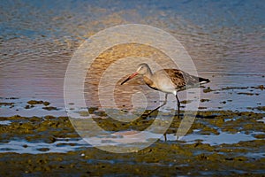 A Black-tailed Godwit, Limosa limosa, wader. UK.