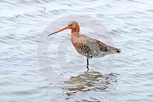 Black Tailed Godwit Limosa limosa Wader Bird Foraging in shallow water