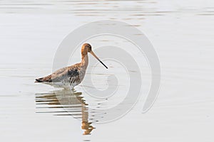 Black Tailed Godwit Limosa limosa Wader Bird Foraging in shallow water