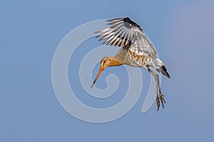 Black-tailed Godwit wader bird preparing for landing photo