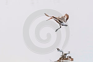 Black Tailed Godwit Limosa limosa Wader Birds in Flight