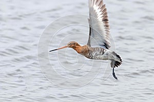 Black Tailed Godwit Limosa limosa Wader Birds in Flight