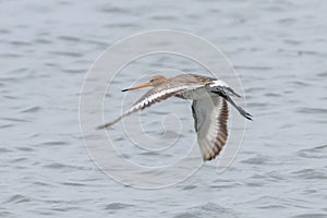 Black Tailed Godwit Limosa limosa Wader Birds in Flight