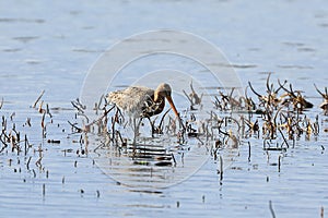 Black-tailed Godwit is looking for food in the swamp in the spring