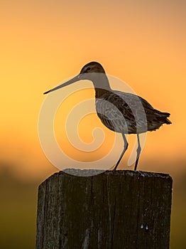 Black-tailed Godwit at may sunset