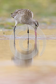 Black tailed Godwit - MaÃÂ§arico bico direito -  Limosa limosa photo