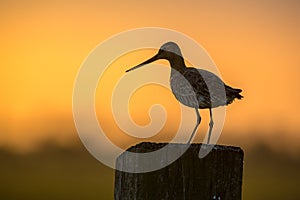 Black-tailed Godwit at orange sunset