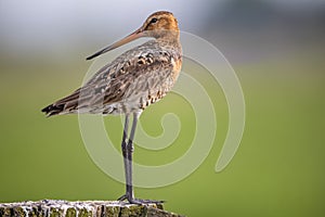 A black tailed godwit on a pole