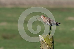 Black tailed Godwit on a pole