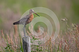 A black tailed godwit on a pole