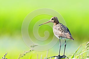 Black-tailed godwit on pole