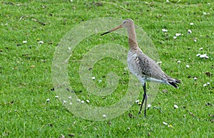 Black-tailed Godwit photo