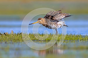 Black tailed Godwit shaking feathers