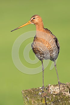 Black tailed Godwit standing on a pole.