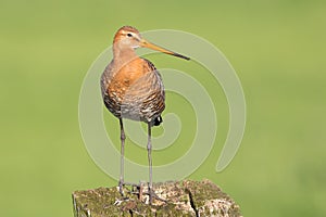 Black tailed Godwit standing on a pole