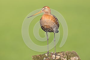 Black tailed Godwit standing on a pole in the meadow.