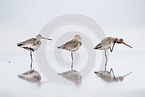 Black tailed godwit stood on water