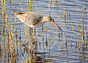 Black-tailed godwit in swamp photo