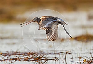 A Black-tailed Godwit taking-off