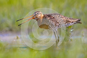 Black-tailed Godwit wader bird calling