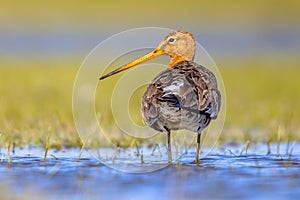 Black-tailed Godwit wader bird in natural habitat