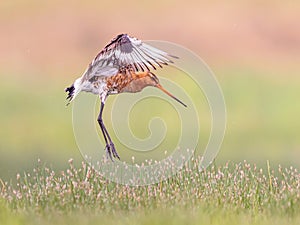 Black-tailed Godwit wader bird preparing for landing and calling