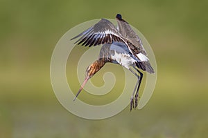 Black-tailed Godwit wader bird preparing to land