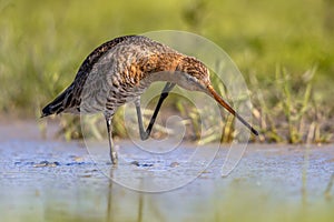 Black-tailed Godwit wader bird scratching neck