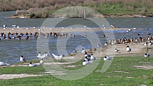 Black-tailed godwits, Avocets and Mediterranean gulls, breeding season, Noirmoutier, France