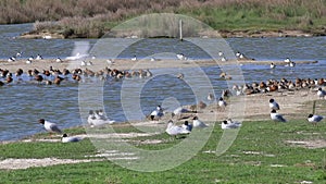 Black-tailed godwits, Avocets and Mediterranean gulls in breeding season, Noirmoutier, France