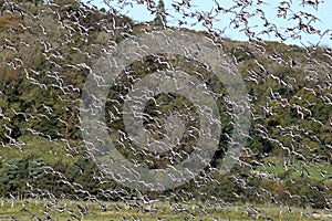 Black-Tailed Godwits in flight