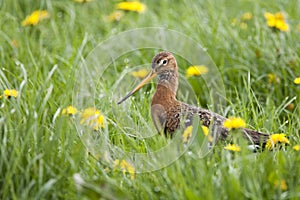 Black tailed godwits in a meadow with dandelions; Grutto in een veld met paardebloemen