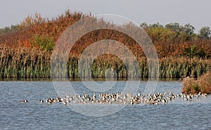 Black-tailed godwits in Oasi Cannevie, Italy