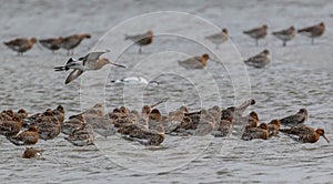 Black Tailed Godwits on Scrape photo