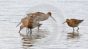 Black Tailed Godwits