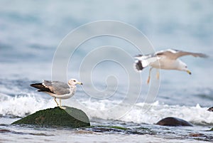 Black-tailed gull.